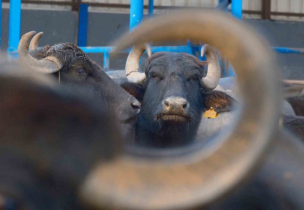 Melez Manda'da Verim Devrimi.. Yeni Irkla Süt Üretimi İki Katına Çıktı!