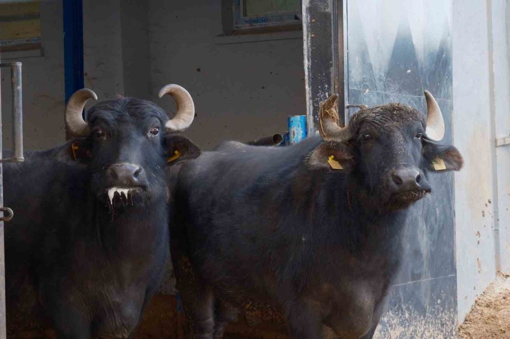 Melez Manda'da Verim Devrimi.. Yeni Irkla Süt Üretimi İki Katına Çıktı!