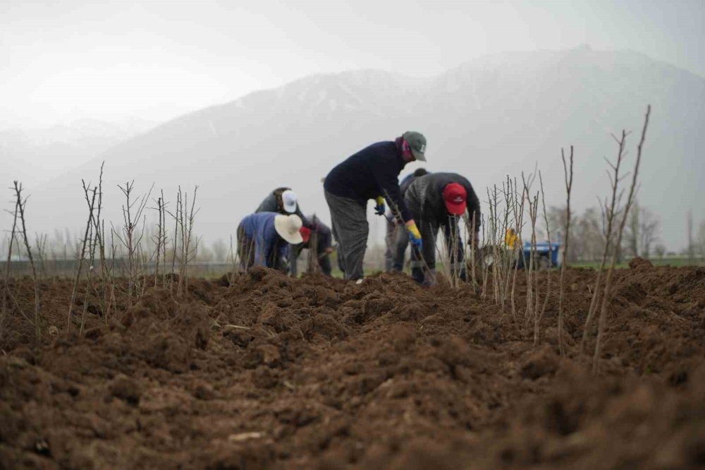 Erzincan Bölgenin Fidan İhtiyacını Karşılıyor