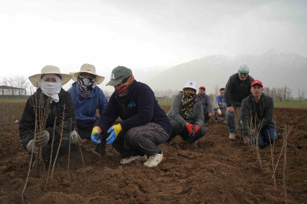 Erzincan Bölgenin Fidan İhtiyacını Karşılıyor
