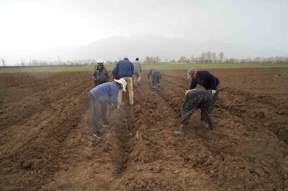 Erzincan Bölgenin Fidan İhtiyacını Karşılıyor