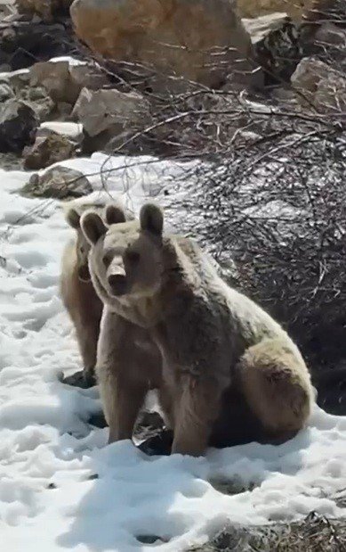 Erzincan’da Ayılar.. Kış Uykusundan Erken Uyanıp Kar Üzerinde Oyun Oynadı!