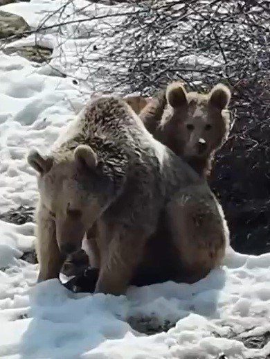 Erzincan’da Ayılar.. Kış Uykusundan Erken Uyanıp Kar Üzerinde Oyun Oynadı!