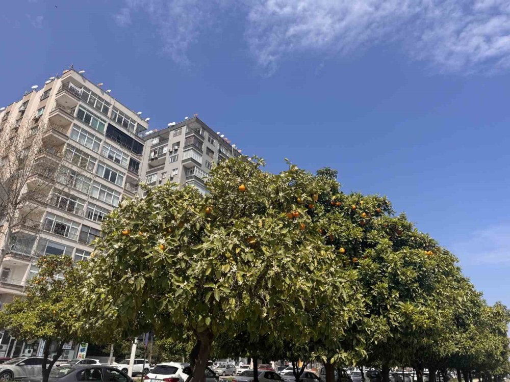 Adana’da Portakal Çiçeği Kokusu Kenti Sardı