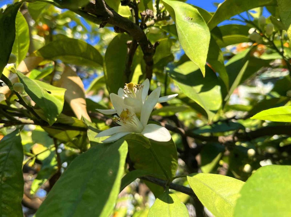Adana’da Portakal Çiçeği Kokusu Kenti Sardı