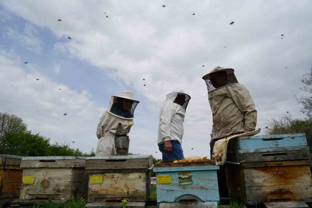 Kış Uykusundan Uyanan Arılar Erzincan’da Yeni Sezona Hazırlanıyor