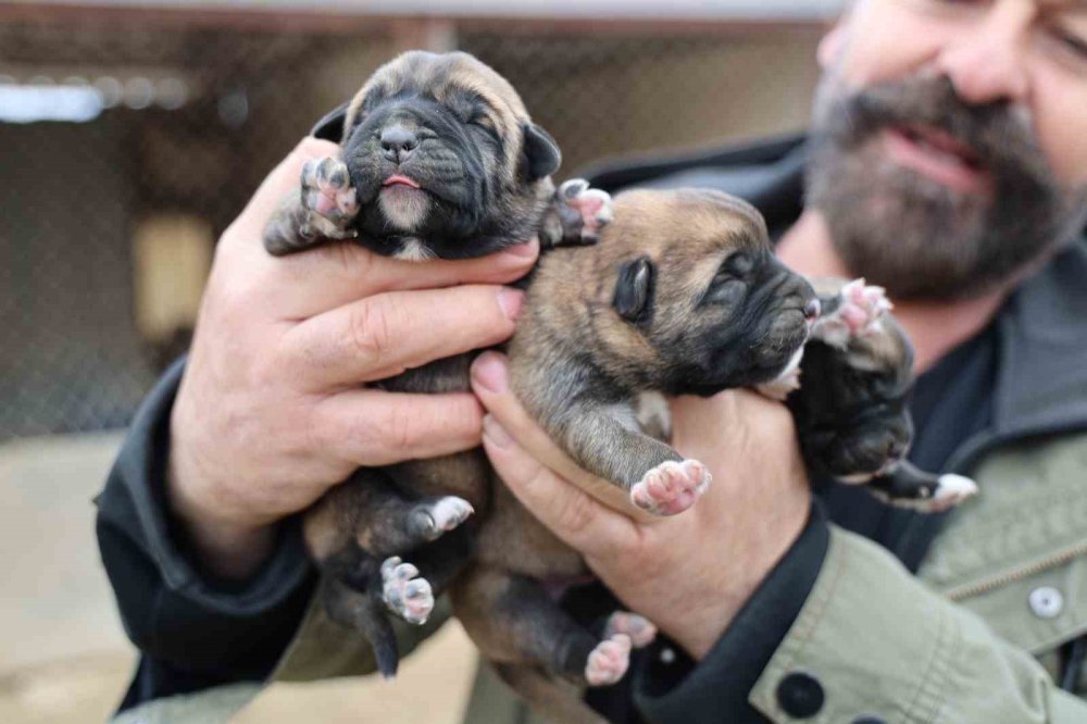 Mevsimin İlk Kangalları Dünyaya Gözlerini Açtı, Karakterleri Böyle Ortaya Çıkıyor