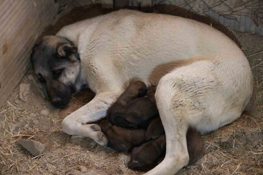 Mevsimin İlk Kangalları Dünyaya Gözlerini Açtı, Karakterleri Böyle Ortaya Çıkıyor