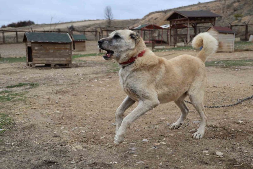 Mevsimin İlk Kangalları Dünyaya Gözlerini Açtı, Karakterleri Böyle Ortaya Çıkıyor
