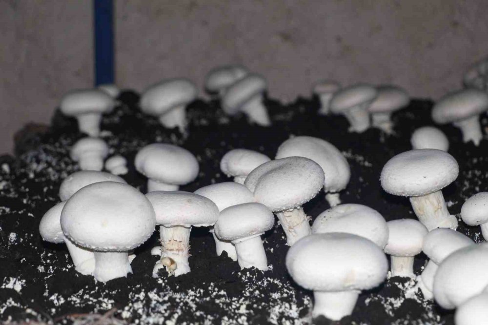 Tarihi Mağarada Mantar Üretim Tesisi Kurdu