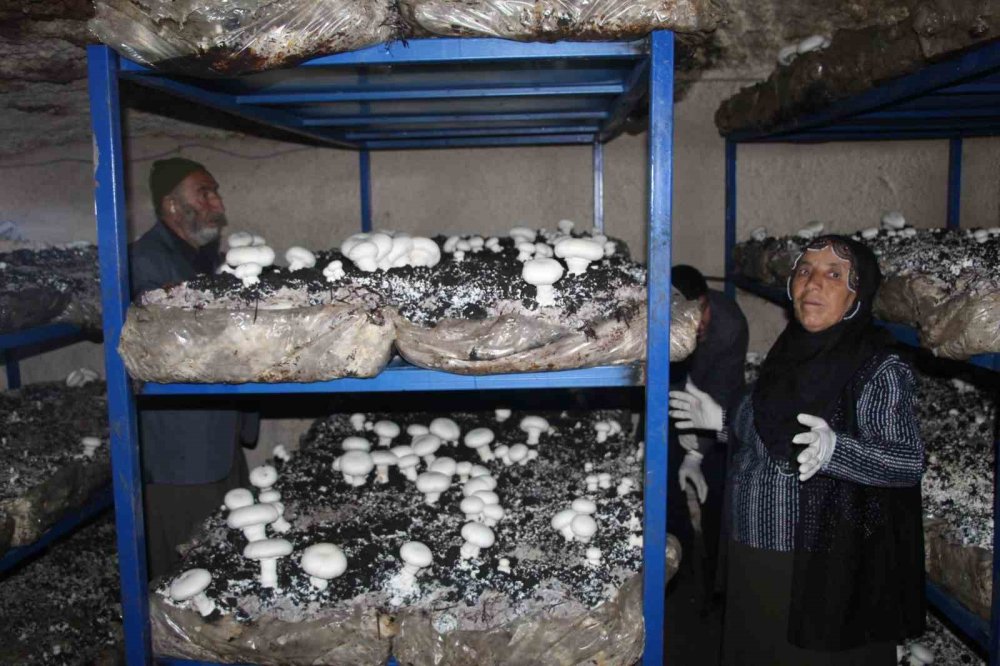 Tarihi Mağarada Mantar Üretim Tesisi Kurdu