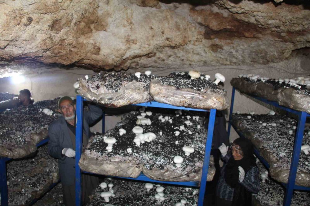 Tarihi Mağarada Mantar Üretim Tesisi Kurdu