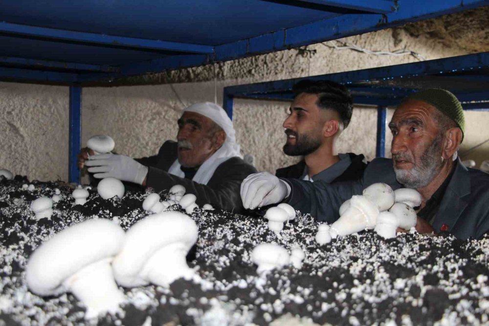 Tarihi Mağarada Mantar Üretim Tesisi Kurdu