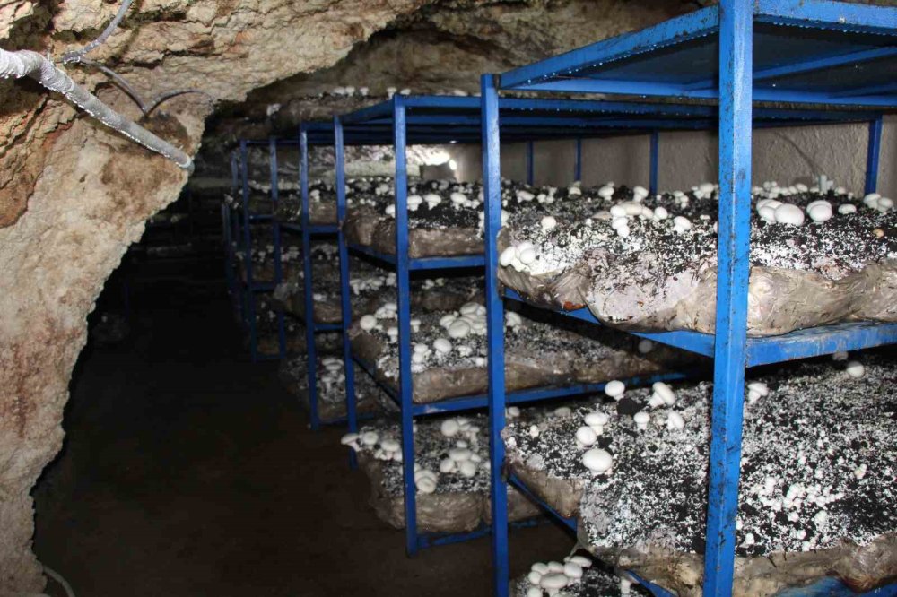 Tarihi Mağarada Mantar Üretim Tesisi Kurdu