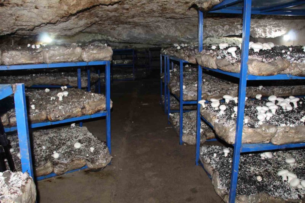 Tarihi Mağarada Mantar Üretim Tesisi Kurdu