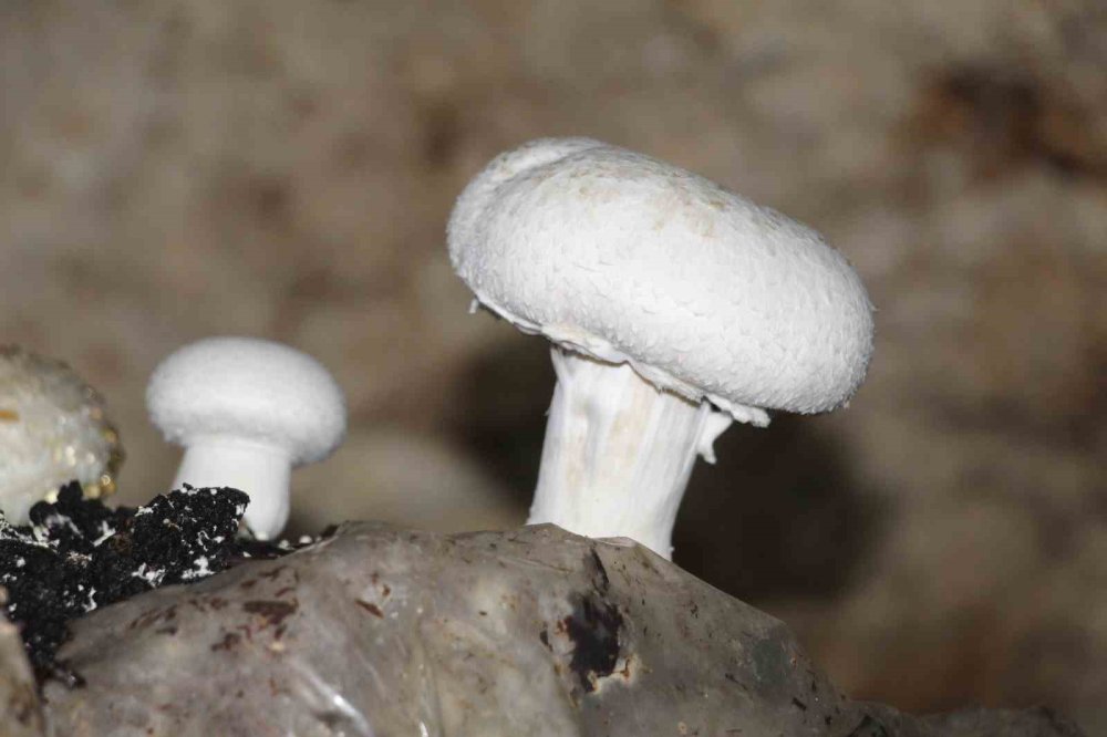 Tarihi Mağarada Mantar Üretim Tesisi Kurdu