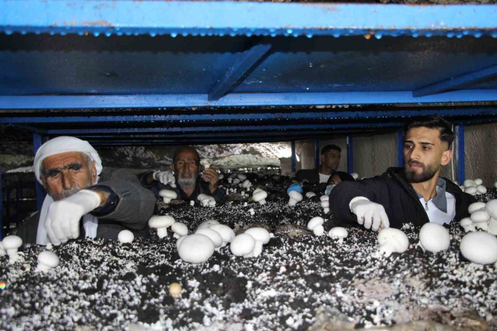 Tarihi Mağarada Mantar Üretim Tesisi Kurdu