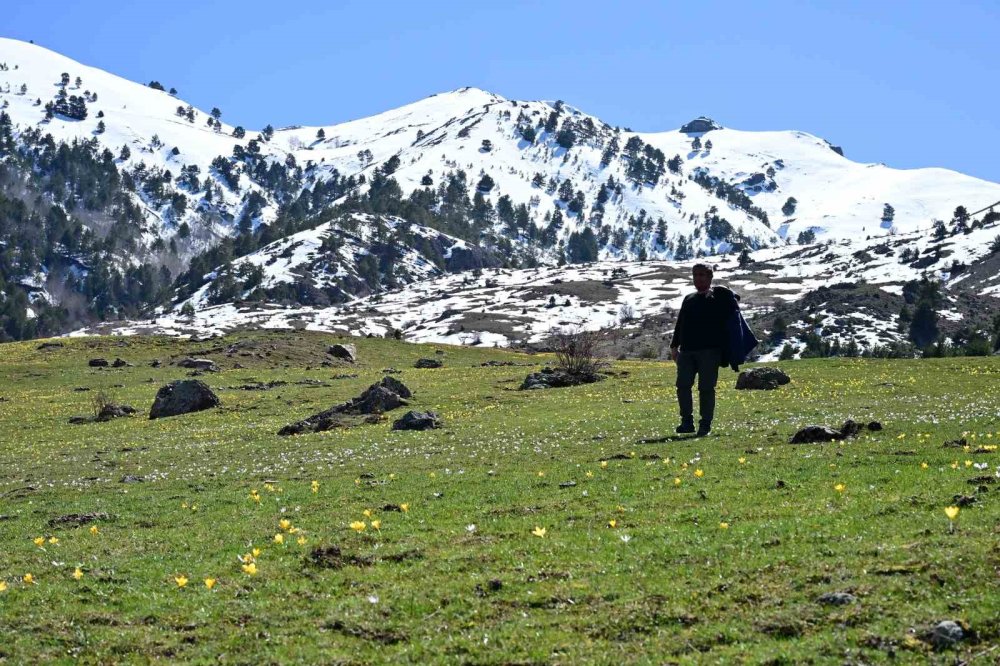 Süleymaniye’de Renk Cümbüşü: Sarı Ve Mor Çiğdemler Açtı