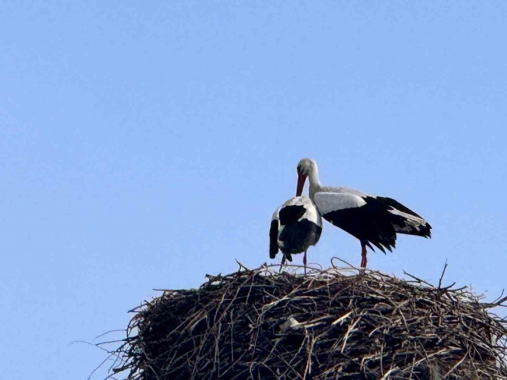 Baharın Habercisi Leylekler Ardahan’a Ulaştı