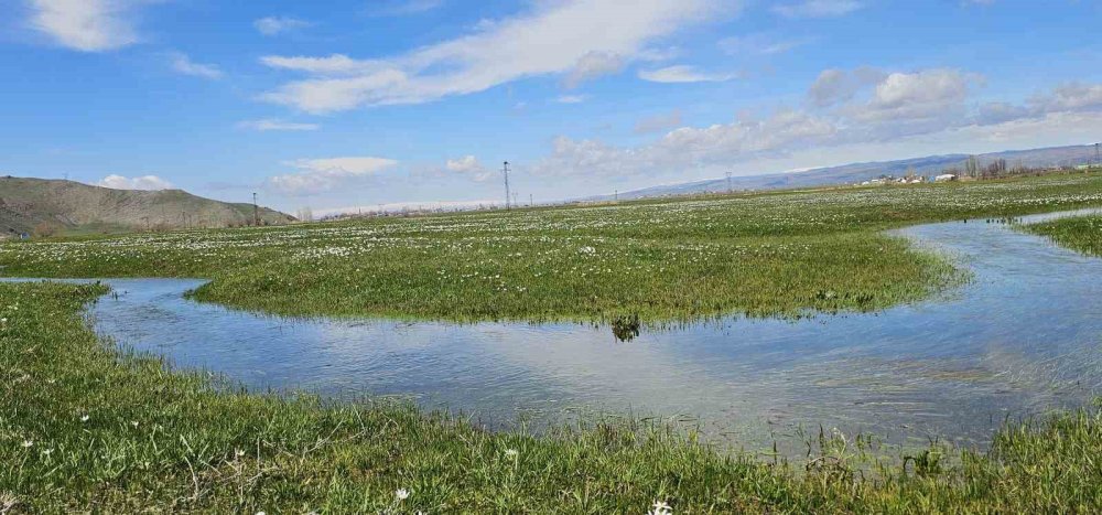 Muş Ovası Çiğdemlerle Renklendi