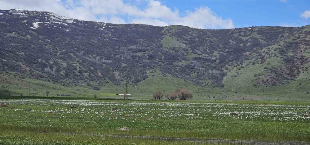 Muş Ovası Çiğdemlerle Renklendi