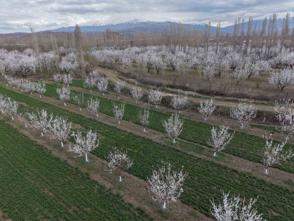 Iğdır Ovası Beyaza Büründü.. Kayısı Çiçekleri Görsel Şölen Sunuyor!