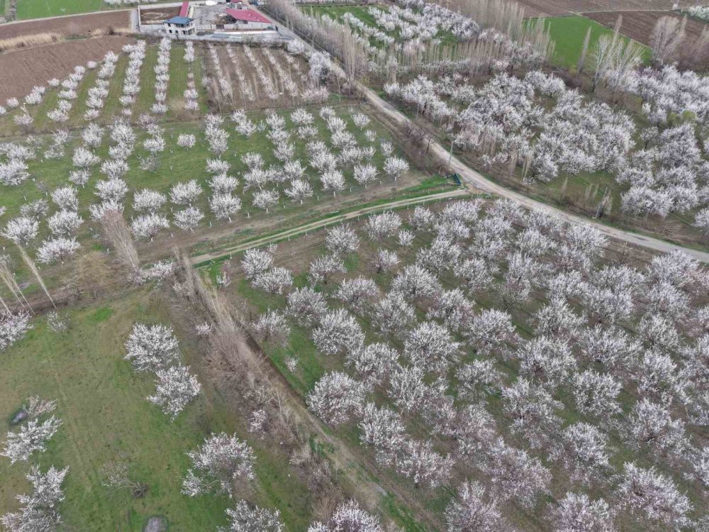 Iğdır Ovası Beyaza Büründü.. Kayısı Çiçekleri Görsel Şölen Sunuyor!