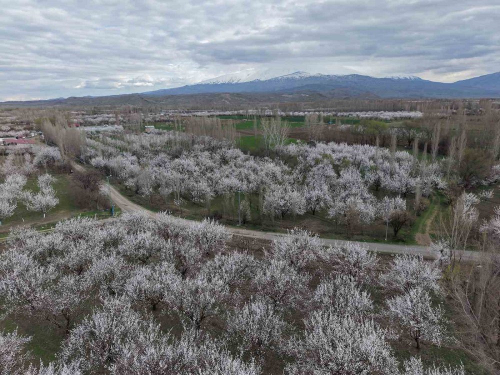 Iğdır Ovası Beyaza Büründü.. Kayısı Çiçekleri Görsel Şölen Sunuyor!