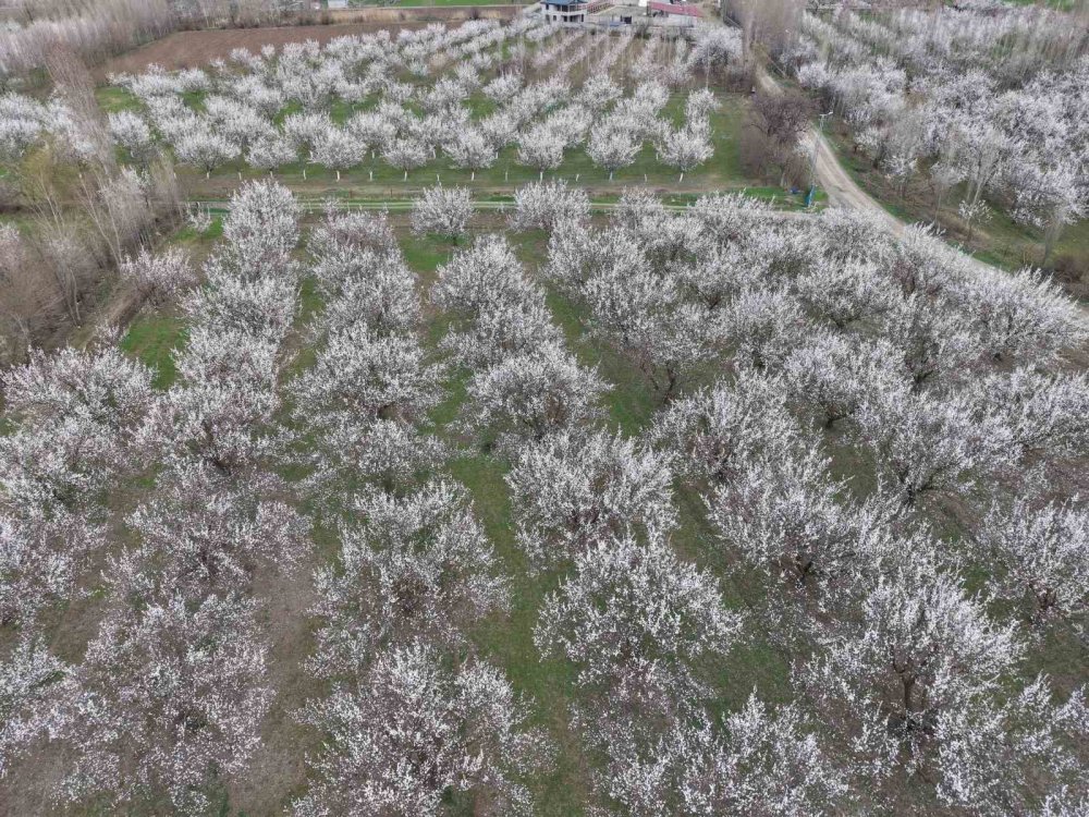 Iğdır Ovası Beyaza Büründü.. Kayısı Çiçekleri Görsel Şölen Sunuyor!