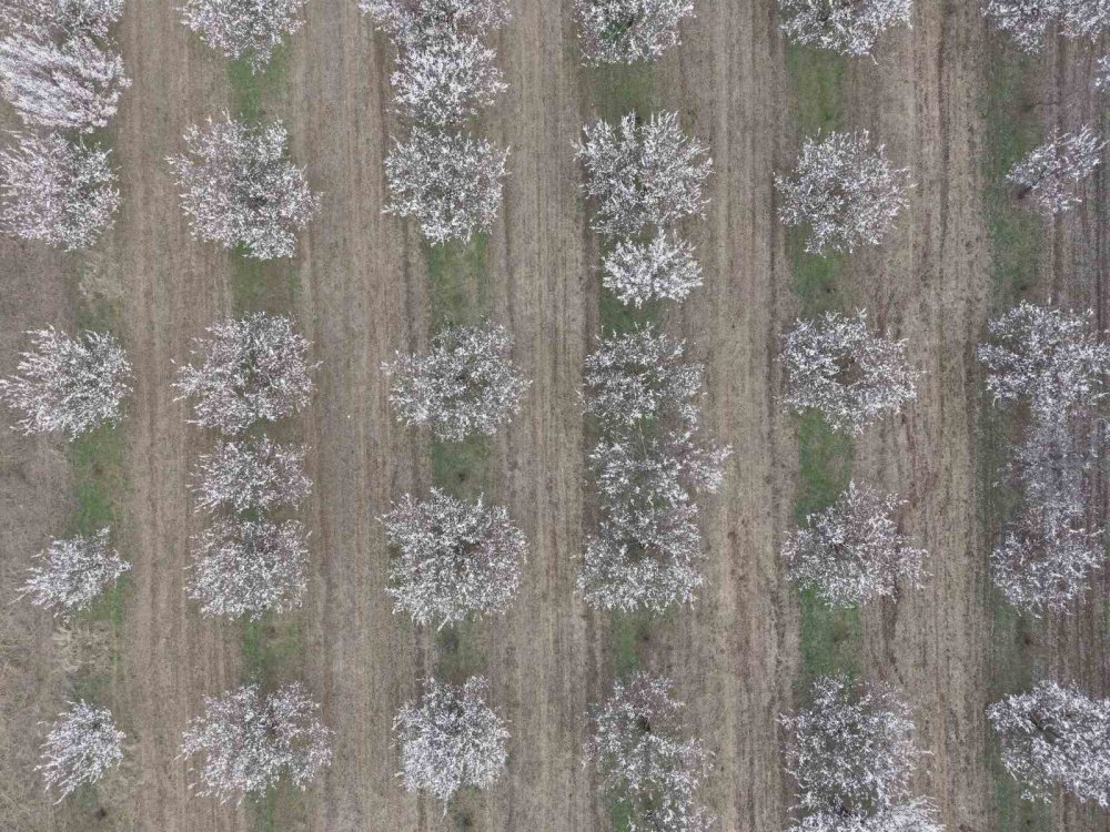 Iğdır Ovası Beyaza Büründü.. Kayısı Çiçekleri Görsel Şölen Sunuyor!