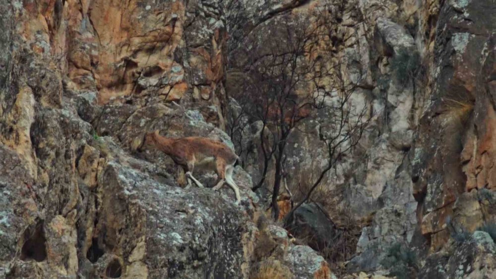 Dağ Keçileri Yol Kenarına İndi.. Sürü Halinde Görüntülendi!