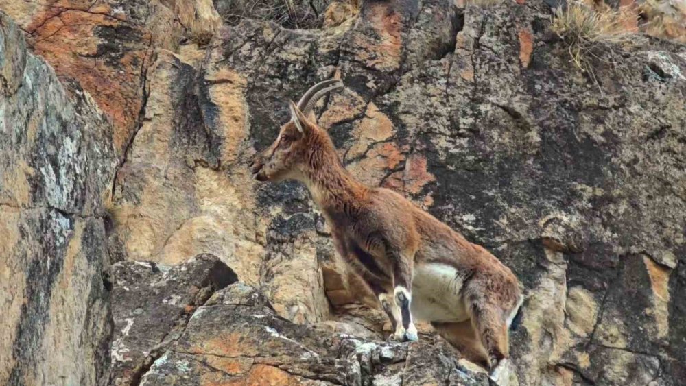 Dağ Keçileri Yol Kenarına İndi.. Sürü Halinde Görüntülendi!