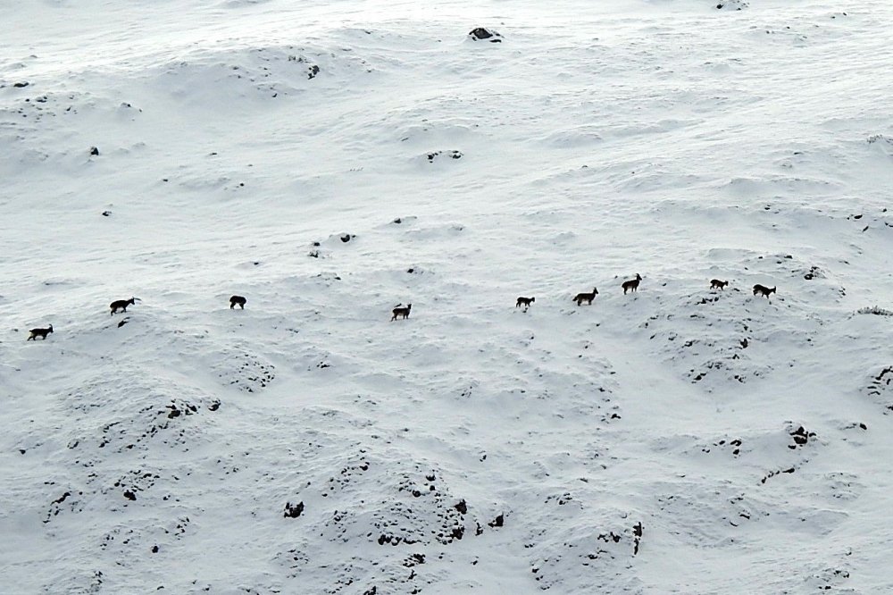 Dağ Keçileri Munzur Dağlarına Renk Katıyor