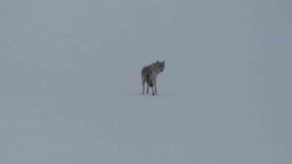 Bölgenin Yaban Hayatını Gözler Önüne Seren Anlar.. Kars’ta Bir Kurt!