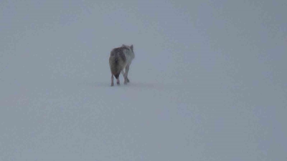 Bölgenin Yaban Hayatını Gözler Önüne Seren Anlar.. Kars’ta Bir Kurt!
