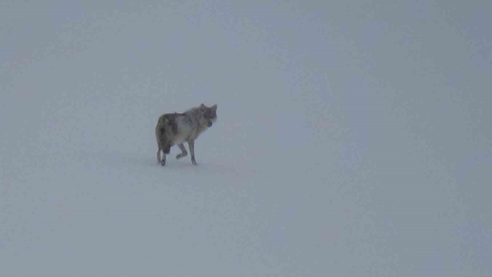 Bölgenin Yaban Hayatını Gözler Önüne Seren Anlar.. Kars’ta Bir Kurt!