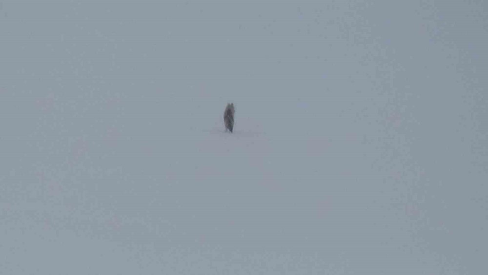 Bölgenin Yaban Hayatını Gözler Önüne Seren Anlar.. Kars’ta Bir Kurt!