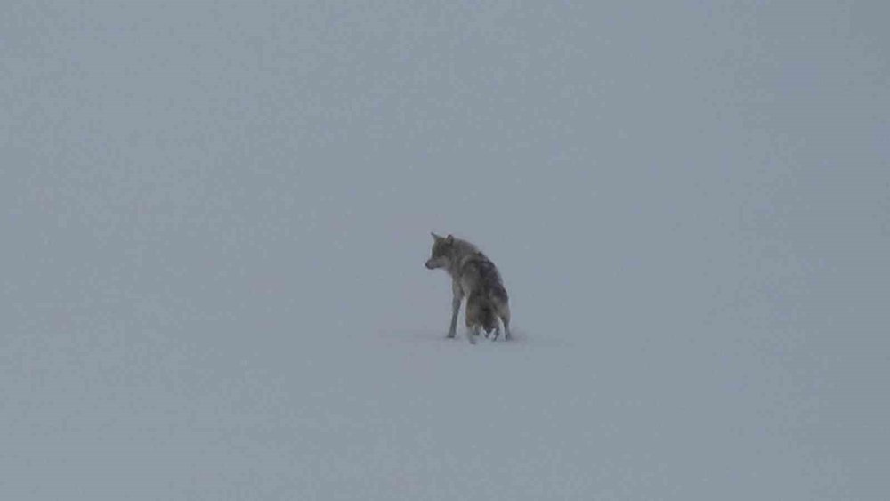 Bölgenin Yaban Hayatını Gözler Önüne Seren Anlar.. Kars’ta Bir Kurt!