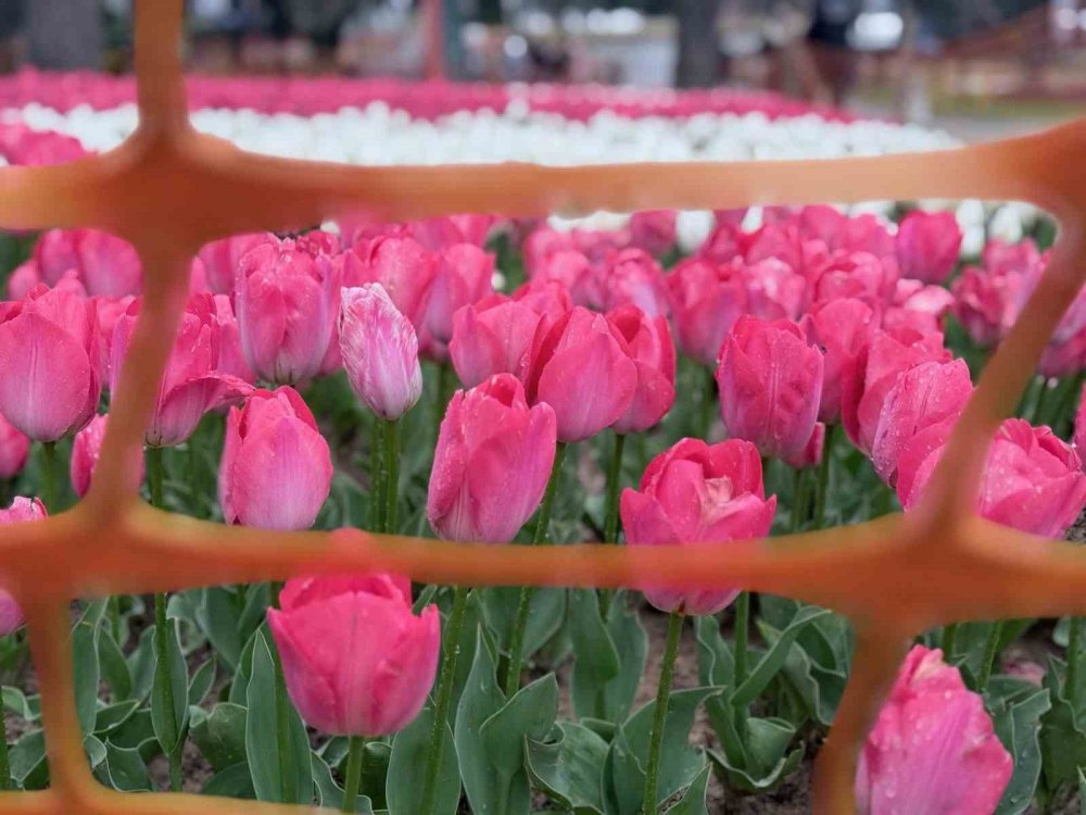 Emirgan Korusu’nda Lale Festivali Başladı