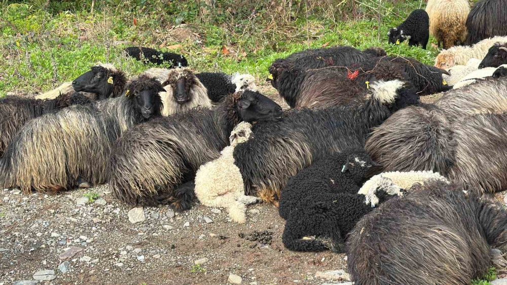 Hopa’dan Yaylalara Uzanan Yolculuk.. 500 Koyunla Başlayan Zorlu Göç!