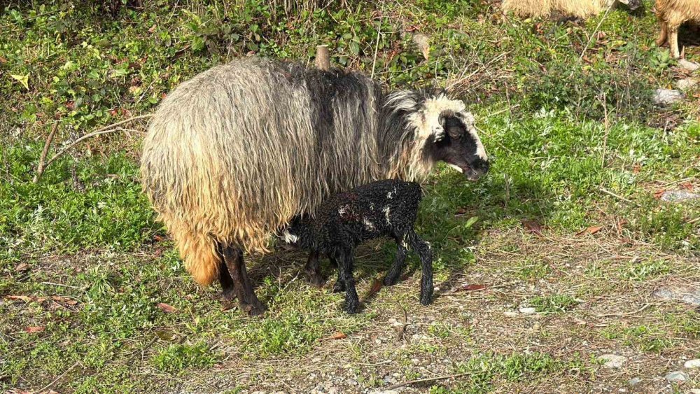 Hopa’dan Yaylalara Uzanan Yolculuk.. 500 Koyunla Başlayan Zorlu Göç!