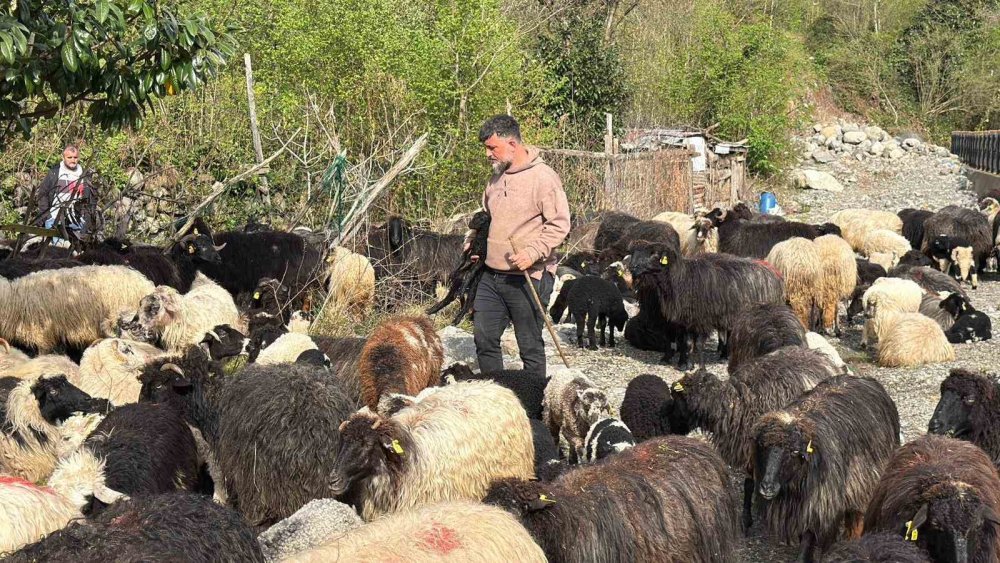 Hopa’dan Yaylalara Uzanan Yolculuk.. 500 Koyunla Başlayan Zorlu Göç!