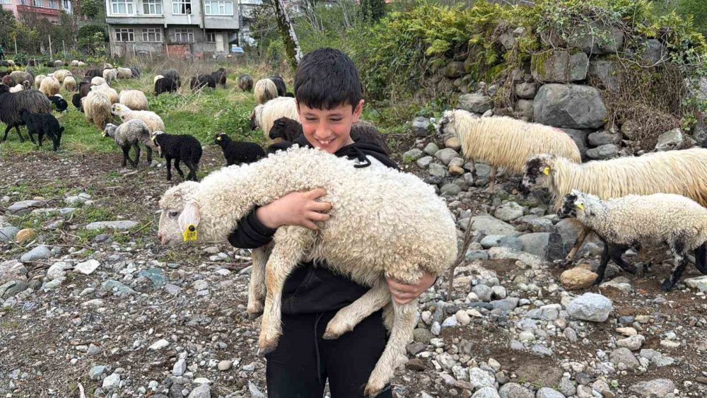 Hopa’dan Yaylalara Uzanan Yolculuk.. 500 Koyunla Başlayan Zorlu Göç!