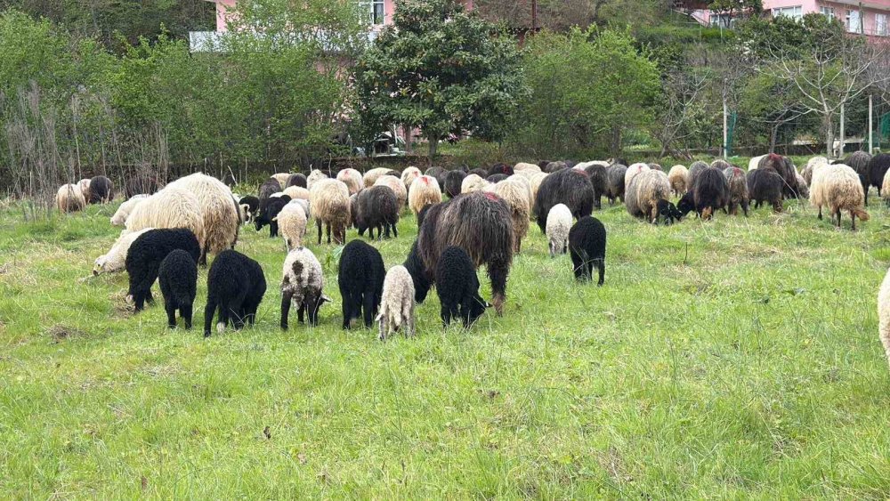 Hopa’dan Yaylalara Uzanan Yolculuk.. 500 Koyunla Başlayan Zorlu Göç!