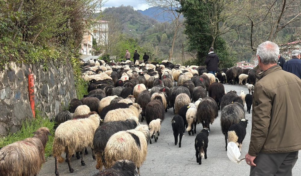 Hopa’dan Yaylalara Uzanan Yolculuk.. 500 Koyunla Başlayan Zorlu Göç!