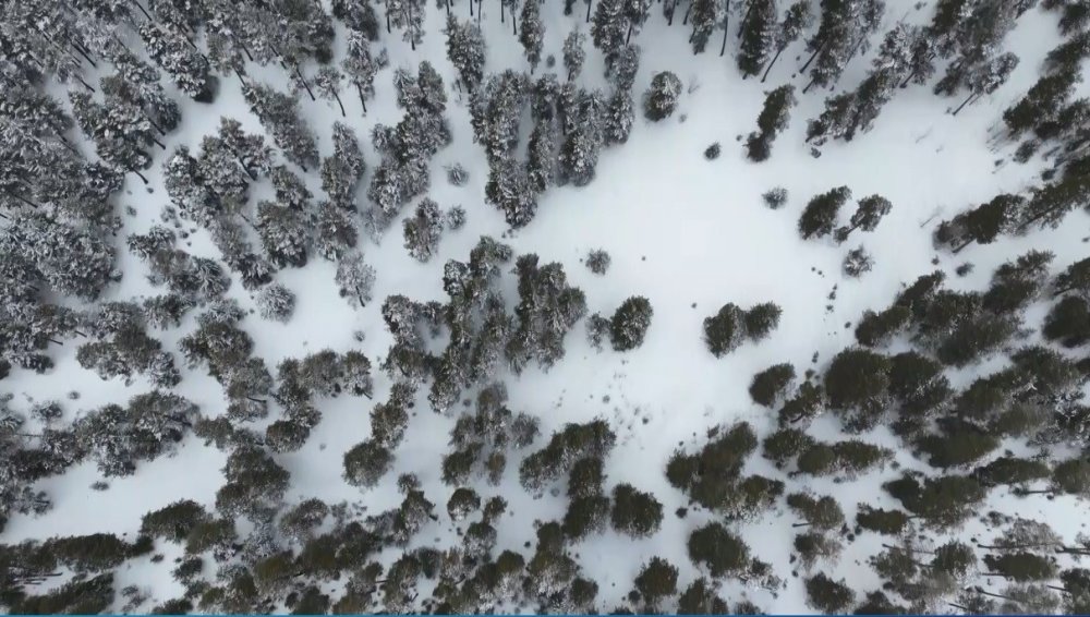 Sarıçam Ormanları Beyaza Büründü.. Sarıkamış’tan Kar Manzaraları!