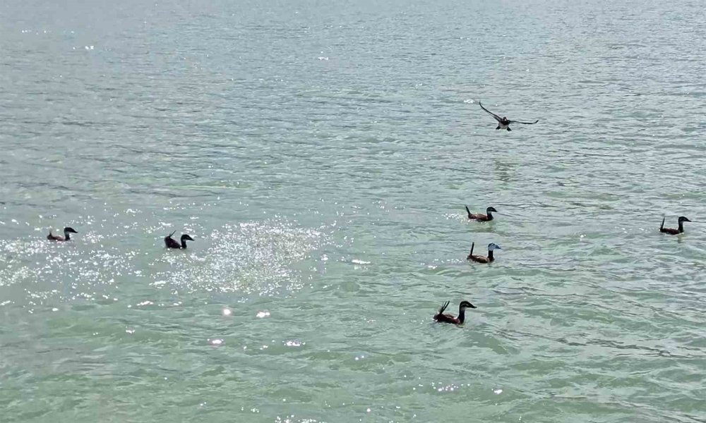 Van Gölü’nde Nesli Tehlike Altındaki Dikkuyruk Görüntülendi