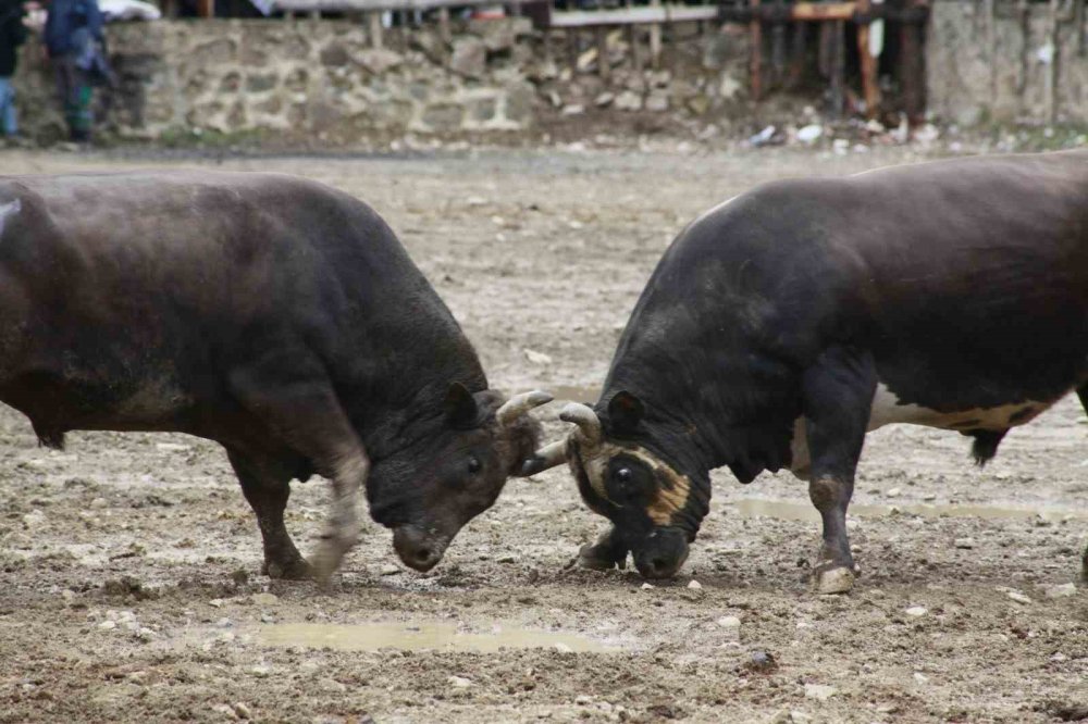 31’inci Kez Boğalar Arenada.. Artvin Yusufeli’nde Nefes Kesen Mücadele!