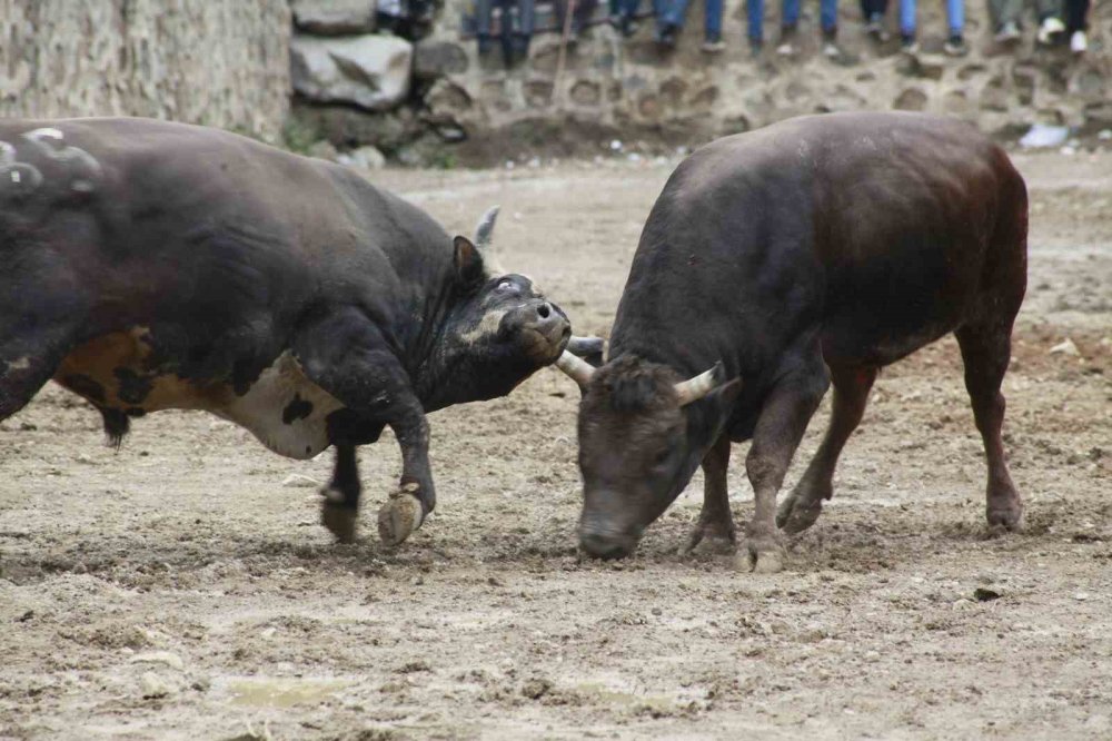 31’inci Kez Boğalar Arenada.. Artvin Yusufeli’nde Nefes Kesen Mücadele!