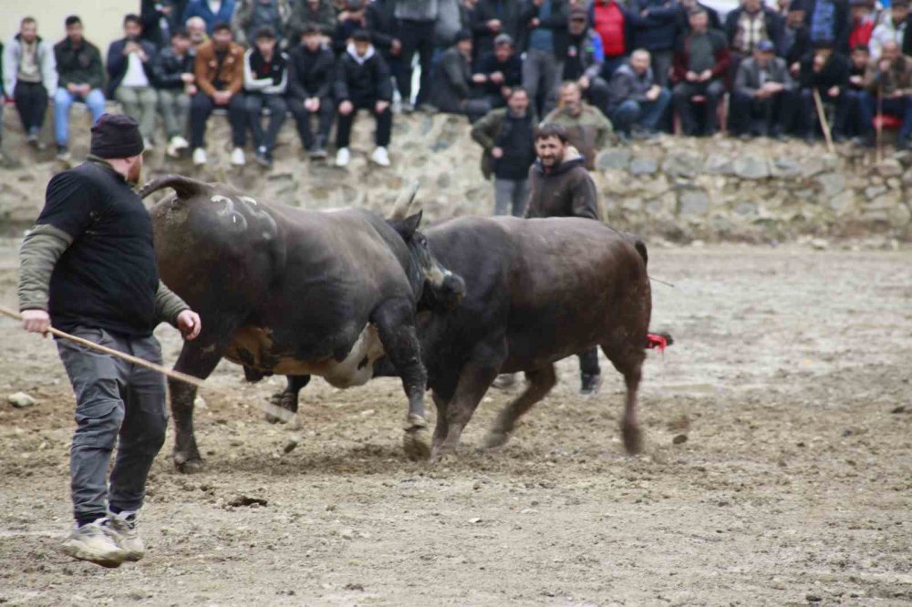31’inci Kez Boğalar Arenada.. Artvin Yusufeli’nde Nefes Kesen Mücadele!